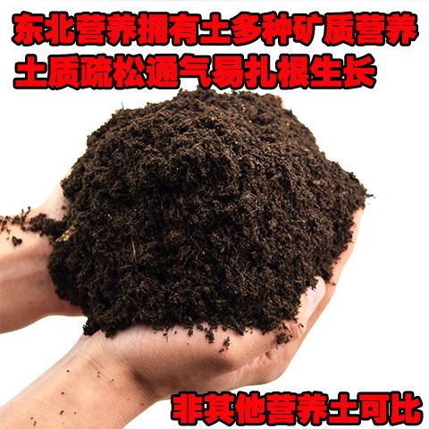 播種專用泥炭土多肉植物多肉花土營養土培養配方土壤已