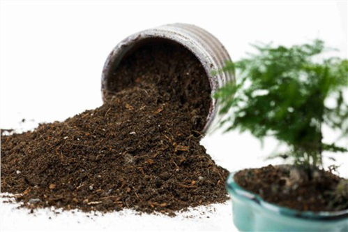 花草知人心,絢爛生活用花擎園藝用品來(lái)打造