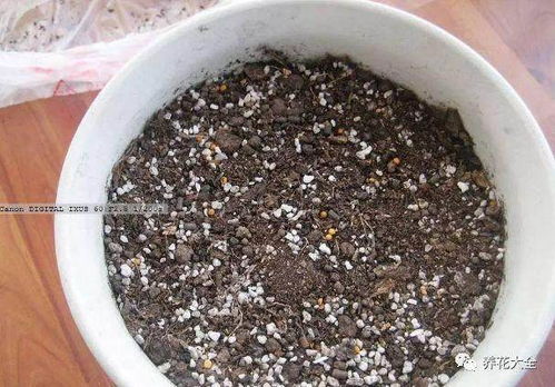 圖解 養花舊土加點它 賽過營養土 圖片