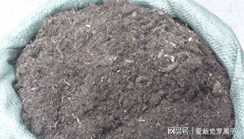 營養(yǎng)土不用買,路邊隨便撿,自制萬能養(yǎng)花土,疏松肥沃不花錢