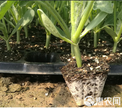 育苗基質(zhì)泥炭土椰糠緩釋肥蔬菜育苗家庭園藝瓜果培育通用型