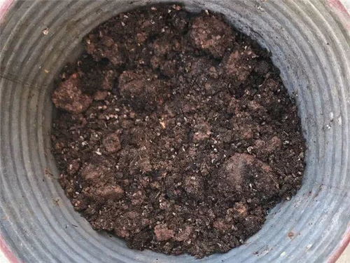 換盆摻點它,不爛根不黃葉,根長得比拇指還粗