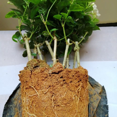 茉莉花專用土營養(yǎng)土富硒紅泥土黃土適合茶花牡丹花肥沃無蟲害酸性