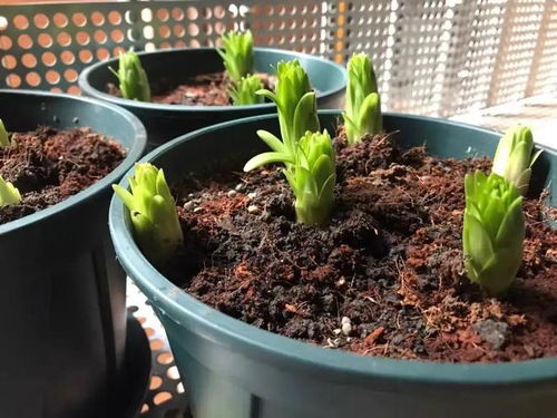 成品營養(yǎng)土未必是好土 ,奸商太多,加了椰糠,好土變壞土