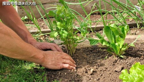 經(jīng)濟(jì)薄弱,該怎么實(shí)現(xiàn)花園夢 用這些 替代物 降低養(yǎng)花成本