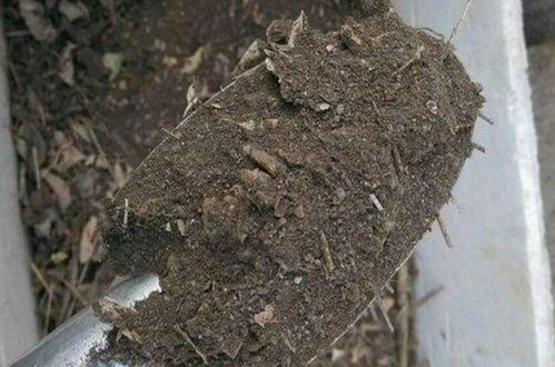 在家自制營(yíng)養(yǎng)土,松軟透氣養(yǎng)分足,輕松養(yǎng)好各種花