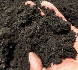 值得買,整個(gè)夏天,讓你的陽(yáng)臺(tái)鮮花不斷,秘訣原來(lái)是這東西