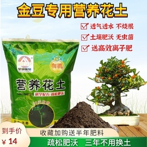 老樁盆景下山樁