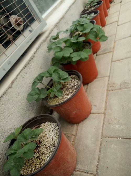 廠家直銷園藝珍珠巖種菜養花高空菜園營養土保溫保水保肥輕且不流失