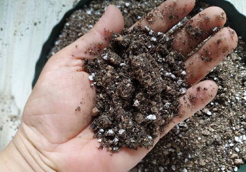 網(wǎng)購營養(yǎng)土,價(jià)格差異大,明白這幾點(diǎn),不花冤枉錢