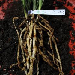 一香 牌天然有機(jī)營養(yǎng)土3包 老配方 粗