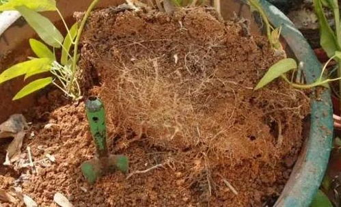 養(yǎng)花沒有營養(yǎng)土 將挖來的它簡單一處理,花草蹭蹭長爆盆