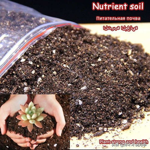 月季盆栽還是地栽好 做好這幾點(diǎn),盆栽月季照樣開花爆盆長勢快