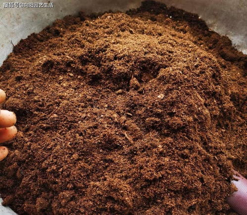 養(yǎng)多肉,要用對(duì)土,好的多肉養(yǎng)多肉,事半功倍,發(fā)根速度更快