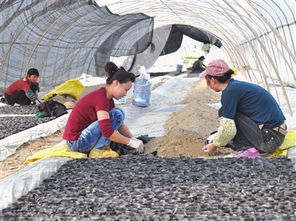 今日玉環(huán)數(shù)字報刊平臺