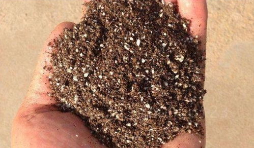 換盆后,這樣做,舊土 秒變 營(yíng)養(yǎng)土,又省了一波買土錢 土壤