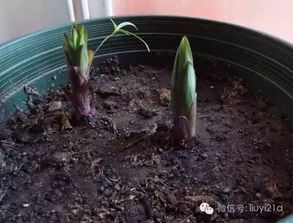 是時(shí)候該給你的盆栽松松土了