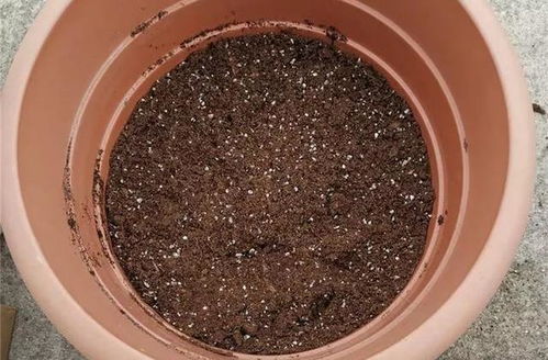 養(yǎng)百合花真上癮,長(zhǎng)的快 開(kāi)花多,寓意還好,每個(gè)品種都想養(yǎng) 種球