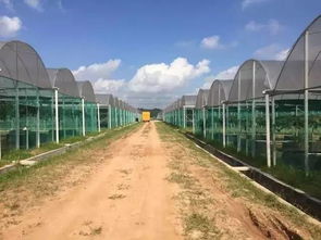 懷化共享農(nóng)業(yè)最強(qiáng)音 葡萄免費(fèi)吃三年，顛覆傳統(tǒng)農(nóng)業(yè)震撼來襲