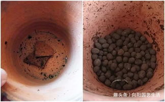 搭配營(yíng)養(yǎng)土 疏松透氣養(yǎng)分高，養(yǎng)君子蘭最合適的秘訣