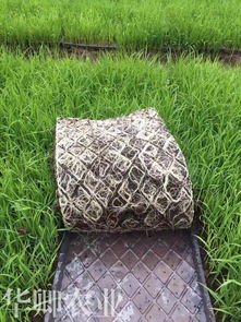 涪陵泥炭土與營養土的購買指南