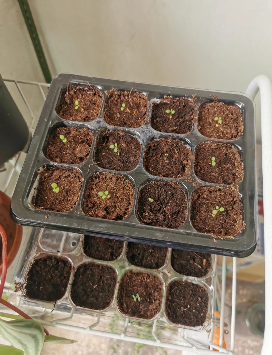 營養土配土秘籍 打造植物的完美家園