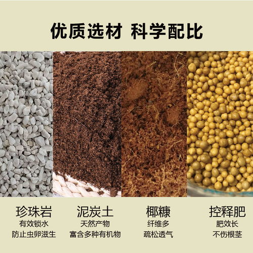 衛生間適合種植的幾種花草 清新空氣，無需陽光，營養土培植更佳