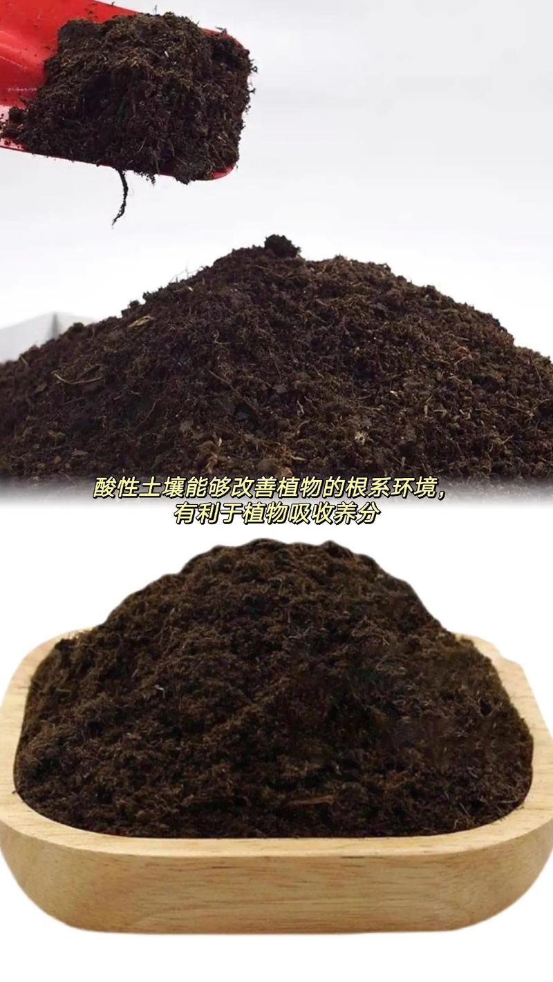 金錢樹專用營養(yǎng)土 打造室內(nèi)綠意盎然的健康基石